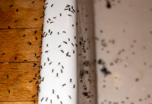 Best Pest Inspection Near Me  in Kapn, LA