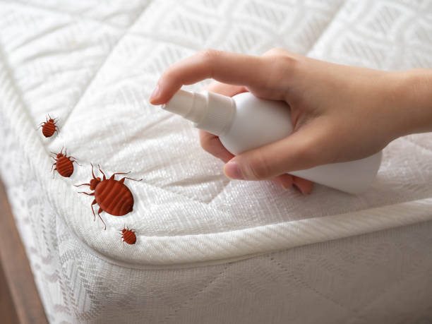 Best Insect Control  in Kapn, LA