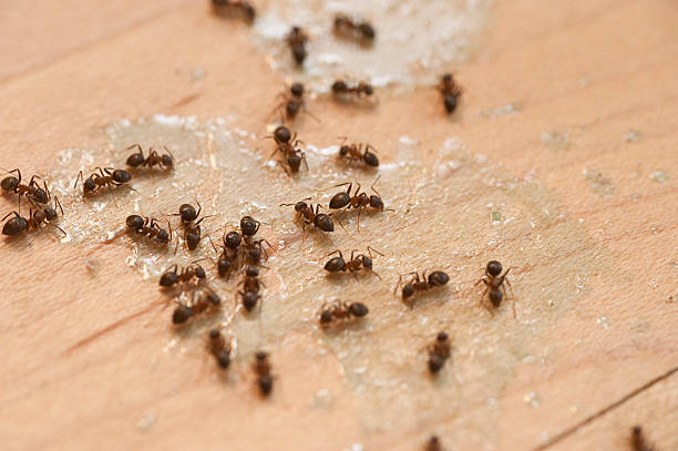 Best Best Pest Control Companies  in Kapn, LA