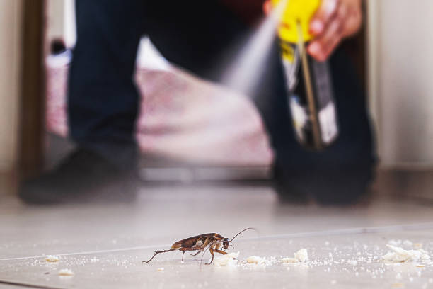 Best Best Pest Control Companies  in Kapn, LA