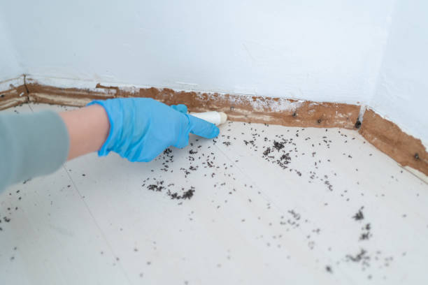 Best Ant Control Services  in Kapn, LA